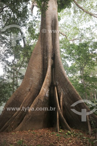 Sumaúma (Ceiba pentandra) em Igapó - Iranduba - Amazonas (AM) - Brasil