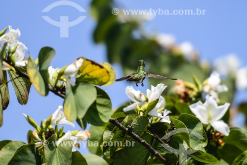 Beija-flor busca nectar em flor - Xangri-lá - Rio Grande do Sul (RS) - Brasil