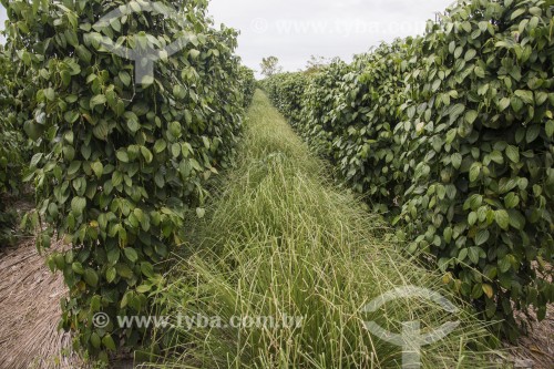 Capim Vetiver entre linhas de plantação de pimenta - usado como cobertura do solo para evitar insolação e evaporação da umidade - Linhares - Espírito Santo (ES) - Brasil