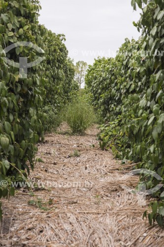 Capim Vetiver entre linhas de plantação de pimenta - usado como cobertura do solo para evitar insolação e evaporação da umidade - Linhares - Espírito Santo (ES) - Brasil