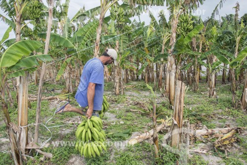 Pequeno produtor colhendo bananas no Assentamento Sezí­nio Fernandes de Jesus - Linhares - Espírito Santo (ES) - Brasil