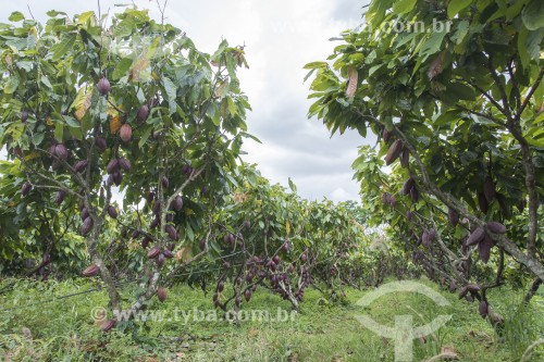 Plantação de cacau no sistema cabruca - são áreas de cultivo onde o cacau foi implantado sob a sombra da floresta nativa raleada - Linhares - Espírito Santo (ES) - Brasil