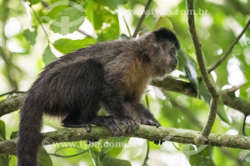 Arquivos macaco prego - RioZonas Açai