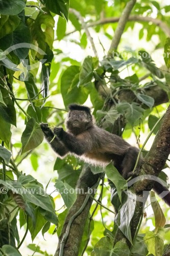 Detalhe de macaco-prego (Sapajus nigritus) no Parque Lage - Rio de Janeiro - Rio de Janeiro (RJ) - Brasil