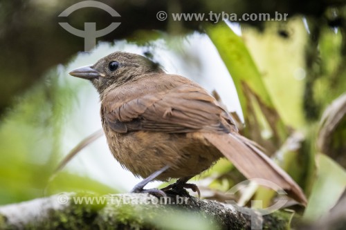 Detalhe de Tiê-preto (Tachyphonus coronatus) na Área de Proteção Ambiental da Serrinha do Alambari - Resende - Rio de Janeiro (RJ) - Brasil