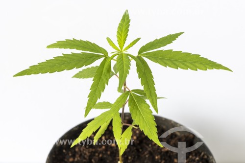 Pequeno pé de maconha (Cannabis sativa) plantada em pequeno vaso - Rio de Janeiro - Rio de Janeiro (RJ) - Brasil