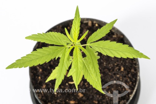 Pequeno pé de maconha (Cannabis sativa) plantada em pequeno vaso - Rio de Janeiro - Rio de Janeiro (RJ) - Brasil