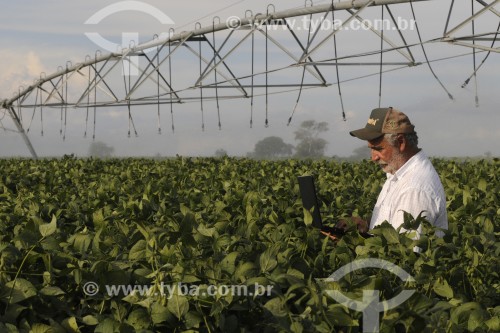 Agricultor utilizando computador no campo em meio a plantação de soja - Buritama - São Paulo (SP) - Brasil