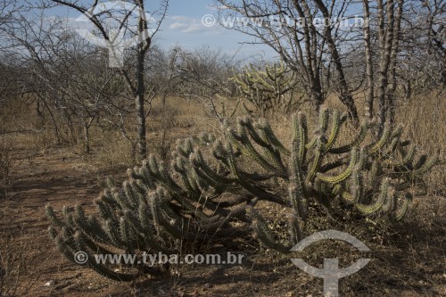 Cactus Xique-xique (Pilosocereus gounellei) na caatinga do sertão de Pernambuco - Cabrobó - Pernambuco (PE) - Brasil