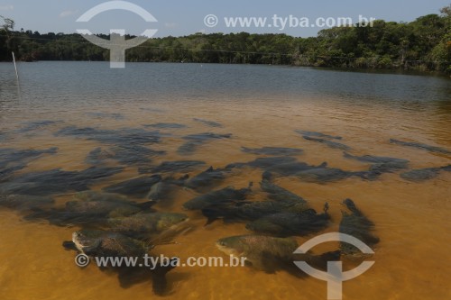 Criaçao de peixe tambaqui em lago - Iranduba - Amazonas (AM) - Brasil