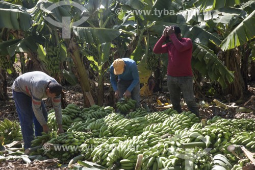 Colheita de bananas na Ilha Assunção - Terra indígena Truká - Cabrobó - Pernambuco (PE) - Brasil