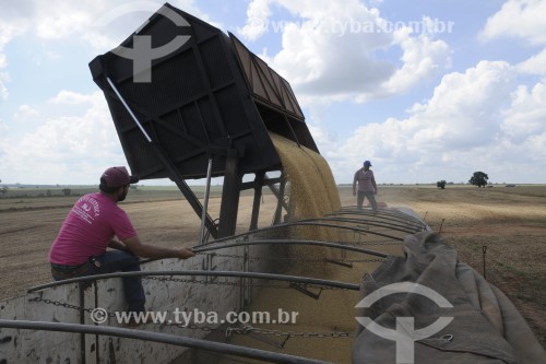 Colheitadeira descarregando soja em caminhão graneleiro após colheita - Planalto - São Paulo (SP) - Brasil