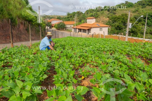 Trabalhador cuidando de horta urbana de feijão - Guarani - Minas Gerais (MG) - Brasil