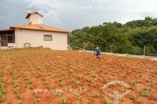 Trabalhador cuidando de horta urbana de feijão - Guarani - Minas Gerais (MG) - Brasil