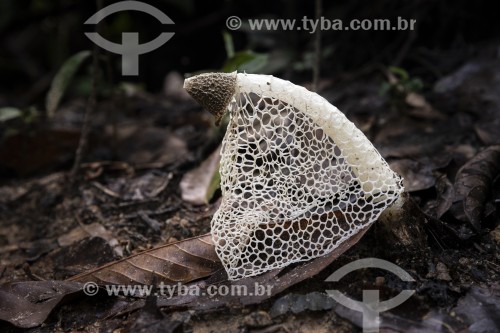 Detalhe de cogumelos (Fungo) - Parque Henrique Lage - mais conhecido como Parque Lage - Rio de Janeiro - Rio de Janeiro (RJ) - Brasil