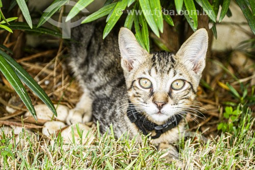 Gato doméstico (Felis catus) - Florianópolis - Santa Catarina (SC) - Brasil