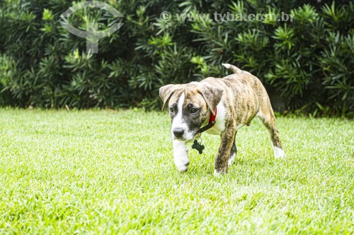 Filhote de cachorro da raça pitbull - Florianópolis - Santa Catarina (SC) - Brasil