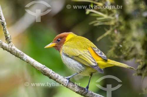 Detalhe de Saíra-ferrugem (Hemithraupis ruficapilla) na Área de Proteção Ambiental da Serrinha do Alambari  - Resende - Rio de Janeiro (RJ) - Brasil