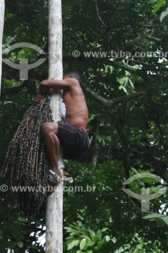 Colheita de açaí na Reserva de Desenvolvimento Sustentável Mamirauá - Uarini - Amazonas (AM) - Brasil