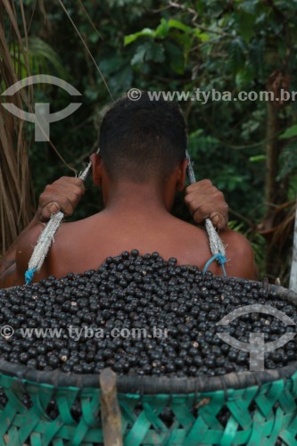 Colheita de açaí na Reserva de Desenvolvimento Sustentável Mamirauá - Uarini - Amazonas (AM) - Brasil