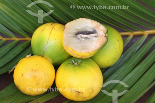 Detalhe do fruto do abieiro (Pouteria caimito) - Reserva de Desenvolvimento Sustentável Mamirauá - Uarini - Amazonas (AM) - Brasil