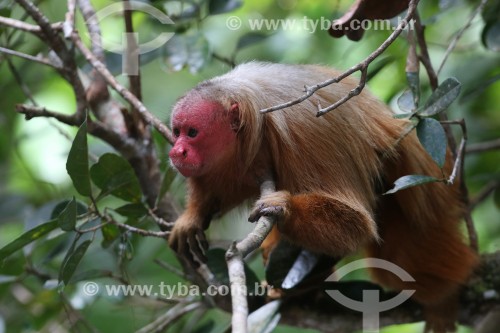 Macaco Uacari-vermelho (Cacajao rubicundus) - Reserva de Desenvolvimento Sustentável Mamirauá - Uarini - Amazonas (AM) - Brasil