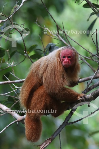 Macaco Uacari-vermelho (Cacajao rubicundus) - Reserva de Desenvolvimento Sustentável Mamirauá - Uarini - Amazonas (AM) - Brasil