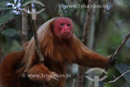Macaco Uacari-vermelho (Cacajao rubicundus) - Reserva de Desenvolvimento Sustentável Mamirauá - Uarini - Amazonas (AM) - Brasil