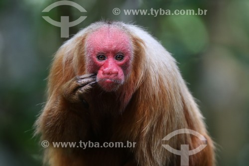 Macaco Uacari-vermelho (Cacajao rubicundus) - Reserva de Desenvolvimento Sustentável Mamirauá - Uarini - Amazonas (AM) - Brasil