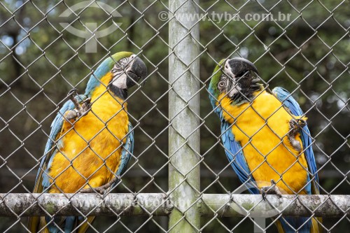 Arara-canindé (Ara ararauna) - também conhecida como Arara-de-barriga-amarela no Centro de Triagem de Animais Silvestres (CETAS) - Floresta Nacional Mário Xavier - Seropédica - Rio de Janeiro (RJ) - Brasil