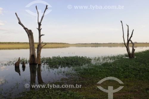 Árvores que ficavam submersas no reservatório de água da Usina Hidrelétrica de Marimbondo com o ní­vel de água mais baixo dos últimos 45 anos - entre os estados de São Paulo e Minas Gerais  - Guaraci - São Paulo (SP) - Brasil