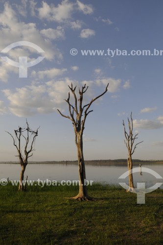 Árvores que ficavam submersas no reservatório de água da Usina Hidrelétrica de Marimbondo com o ní­vel de água mais baixo dos últimos 45 anos - entre os estados de São Paulo e Minas Gerais  - Guaraci - São Paulo (SP) - Brasil