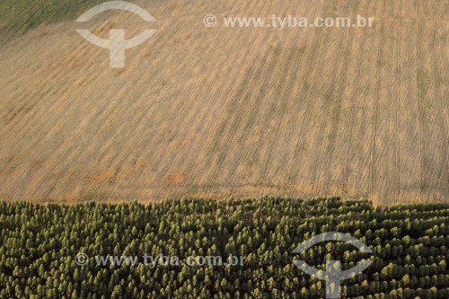 Foto feita com drone de Monocultura de eucalipto - Local de transição entre o Cerrado e a Mata Atlântica - Carrancas - Minas Gerais (MG) - Brasil