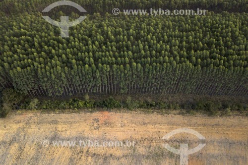 Foto feita com drone de Monocultura de eucalipto - Local de transição entre o Cerrado e a Mata Atlântica - Carrancas - Minas Gerais (MG) - Brasil