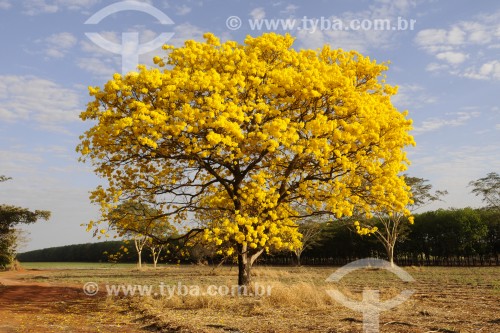 Ipê-amarelo florido - Bálsamo - São Paulo (SP) - Brasil