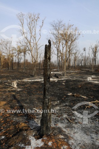 Área de reflorestamento destruida por incêndio - Olímpia - São Paulo (SP) - Brasil