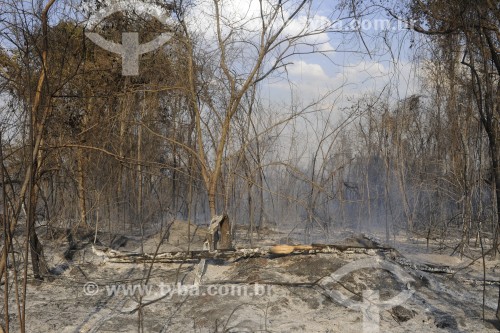 Reserva florestal atingida por incêndio - São José do Rio Preto - São Paulo (SP) - Brasil