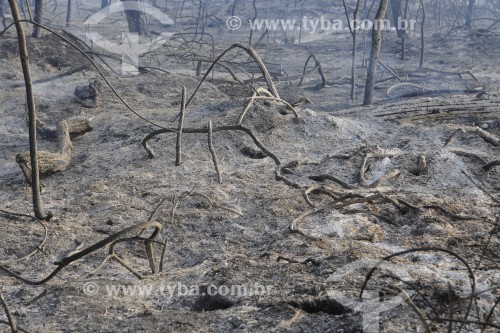 Reserva florestal atingida por incêndio - São José do Rio Preto - São Paulo (SP) - Brasil