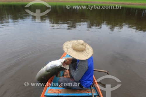 Manejo de Pirarucu (Arapaima gigas) - Reserva de Desenvolvimento Sustentável Piagaçu-Purus - Beruri - Amazonas (AM) - Brasil