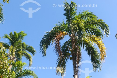 Palmeira Pupunha (Bactris gasipae) - Reserva de Desenvolvimento Sustentável Piagaçu-Purus - Beruri - Amazonas (AM) - Brasil