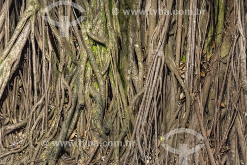 Detalhe de raízes de árvore - Ilhabela - São Paulo (SP) - Brasil