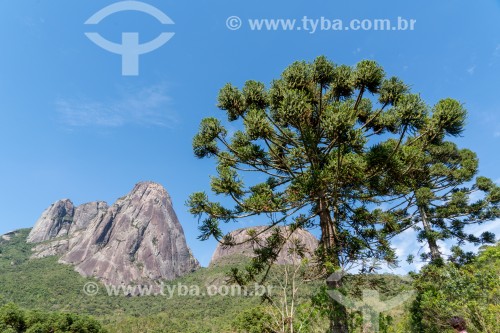Araucária e vista dos Três Picos de Salinas no Parque Estadual dos Três Picos - Teresópolis-Friburgo - Nova Friburgo - Rio de Janeiro (RJ) - Brasil