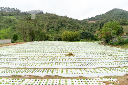 Plantação de alface protegida por cobertura de plástico - Parque Estadual dos Três Picos - Teresópolis-Friburgo - Nova Friburgo - Rio de Janeiro (RJ) - Brasil