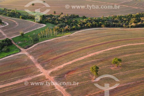 Foto feita com drone de plantação de amendoim - José Bonifácio - São Paulo (SP) - Brasil