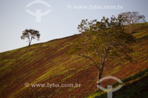 Paisagem com árvores em morro arado - Mimoso do Sul - Espírito Santo (ES) - Brasil
