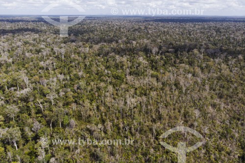 Foto feita com drone da Reserva Biológica Sooretama - maior área contínua de mata atlântica do estado - Sooretama - Espírito Santo (ES) - Brasil