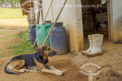 Cachorro sem raça em propriedade rural - Guarani - Minas Gerais (MG) - Brasil