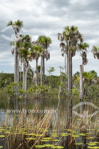 Buritis (Mauritia flexuosa) na beira do Rio Alegre - Parque Nacional dos Lençóis Maranhenses  - Santo Amaro do Maranhão - Maranhão (MA) - Brasil