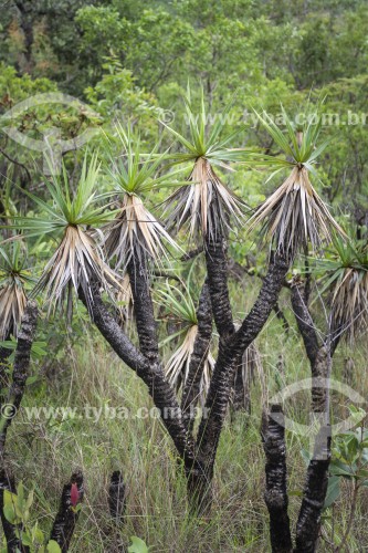 Detalhe de canela-de-ema (Vellozia squamata) - vegetação típica do cerrado - Parque Nacional da Chapada dos Veadeiros  - Alto Paraíso de Goiás - Goiás (GO) - Brasil