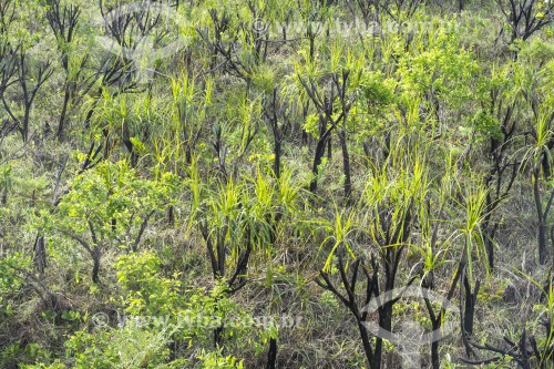 Detalhe de canela-de-ema (Vellozia squamata) - vegetação típica do cerrado - Parque Nacional da Chapada dos Veadeiros  - Alto Paraíso de Goiás - Goiás (GO) - Brasil